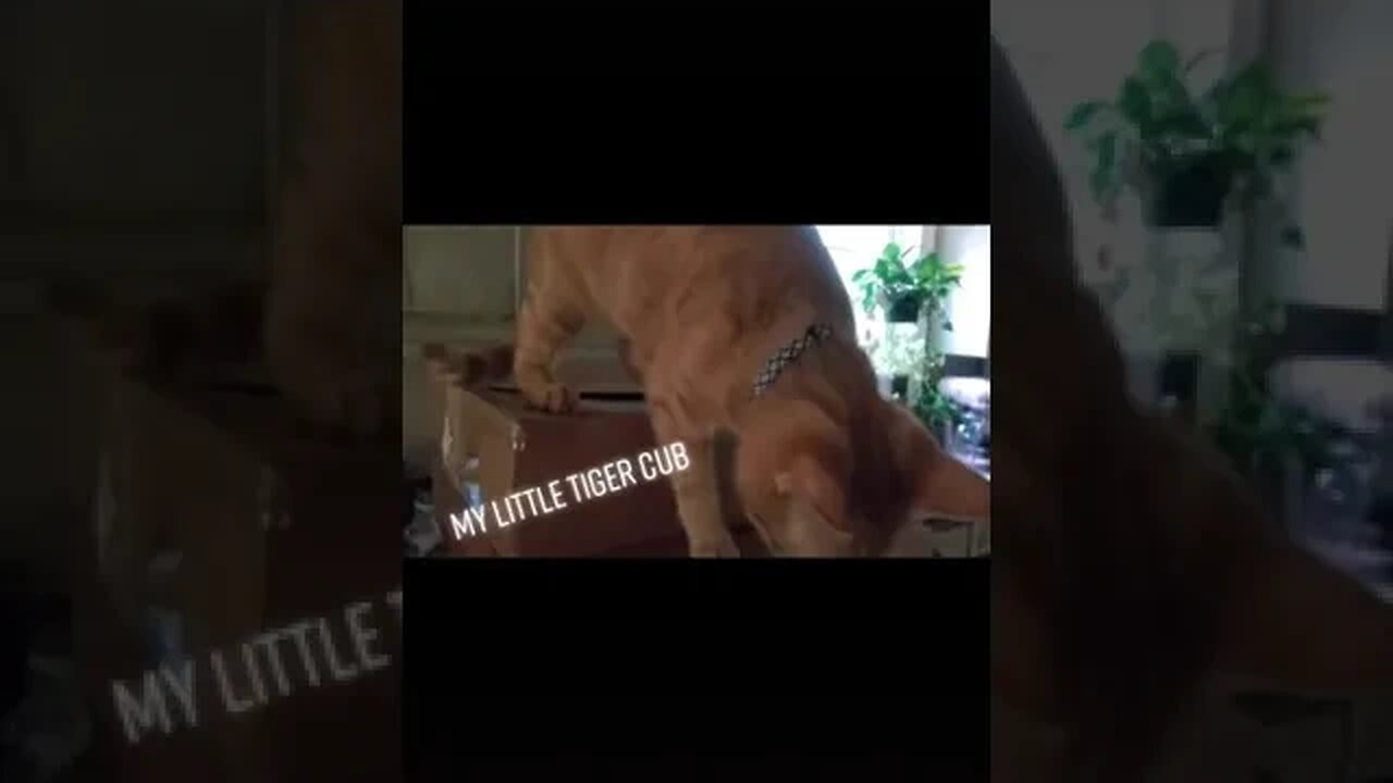 Tiger cub Baron