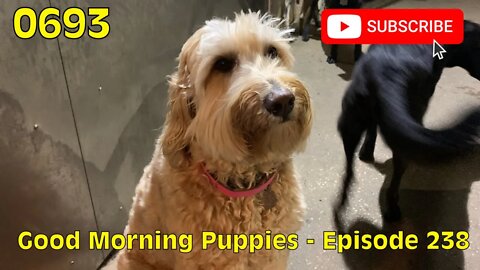 [0693] GOOD MORNING PUPPIES - EPISODE 238 [#dogs #doggos #doggies #puppies #dogdaycare]