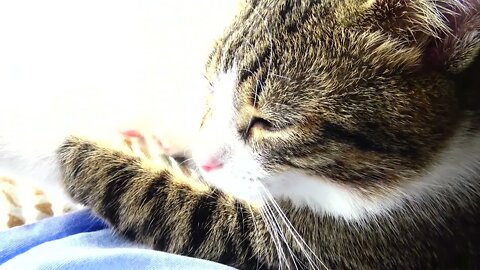 Kitten Loves the Warm Sun