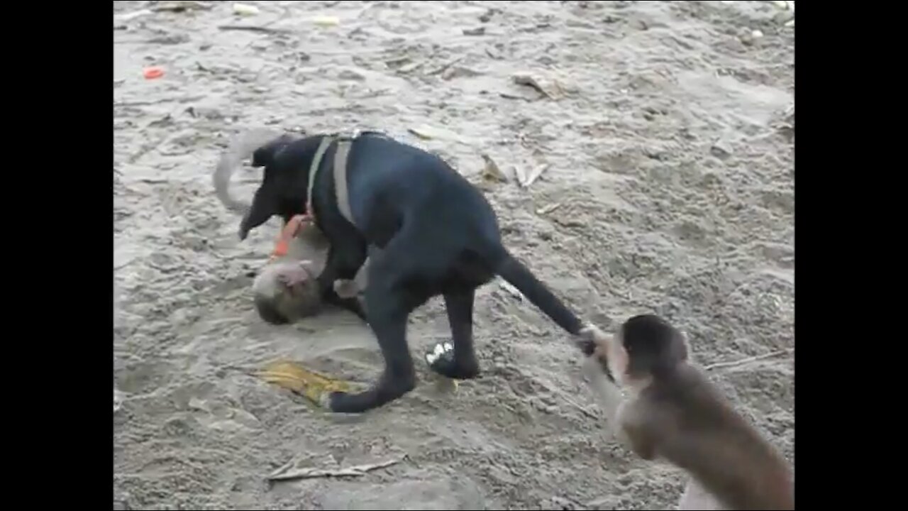 Two Monkeys VS a Dog