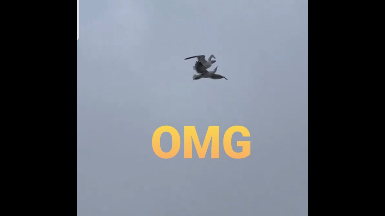 Very impressive flying bird