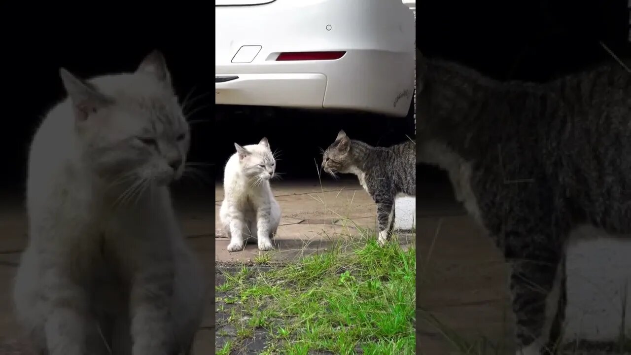 Fighting Cat Video-only making Noise-lol