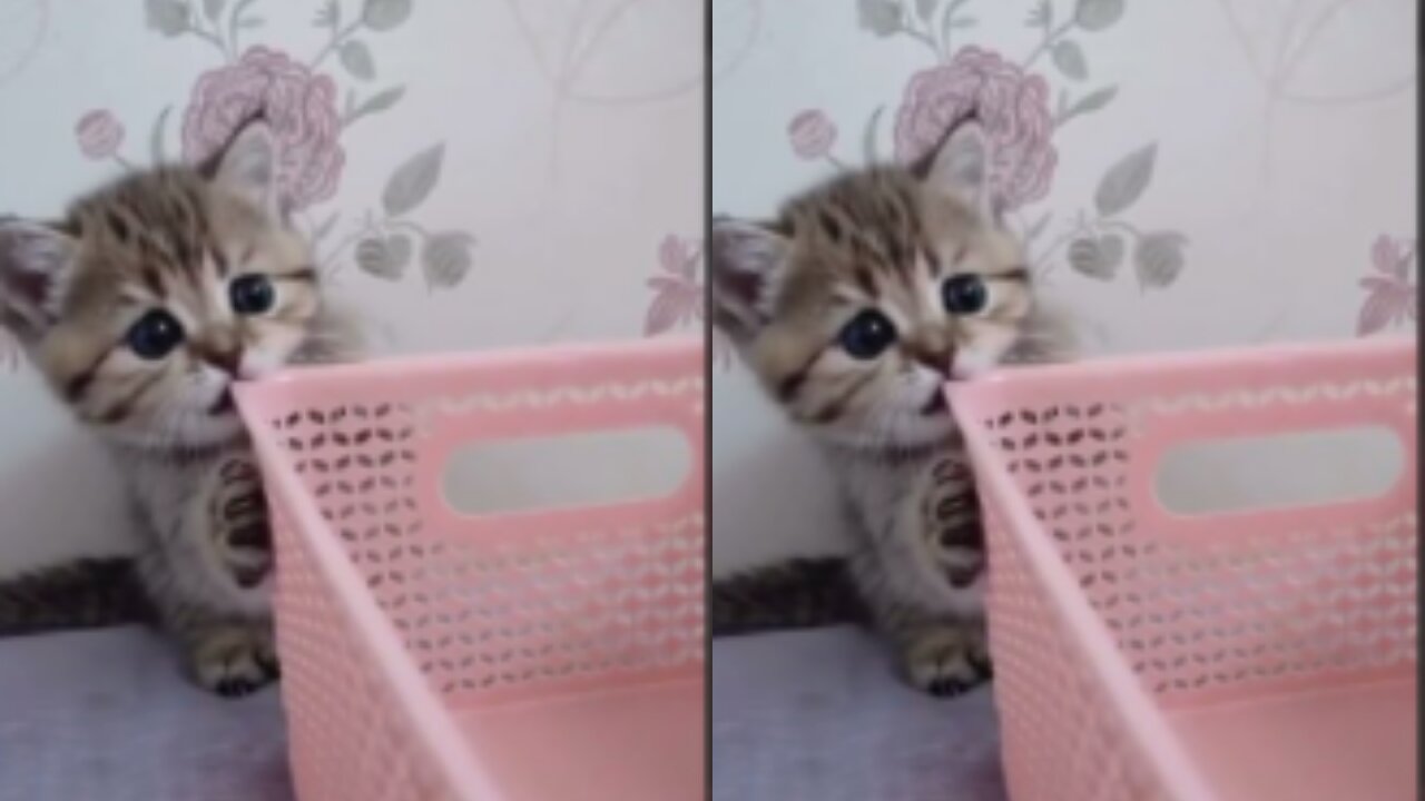 Cute kitty attacks defenceless pink basket!