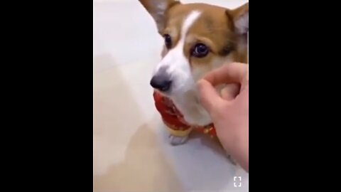 Playing with cute Dog