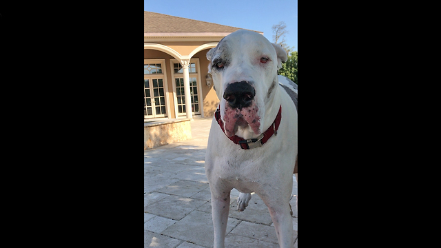 Funny Great Dane Itch Scratching Foot Dance