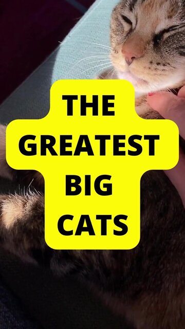 The Greatest Big Cats