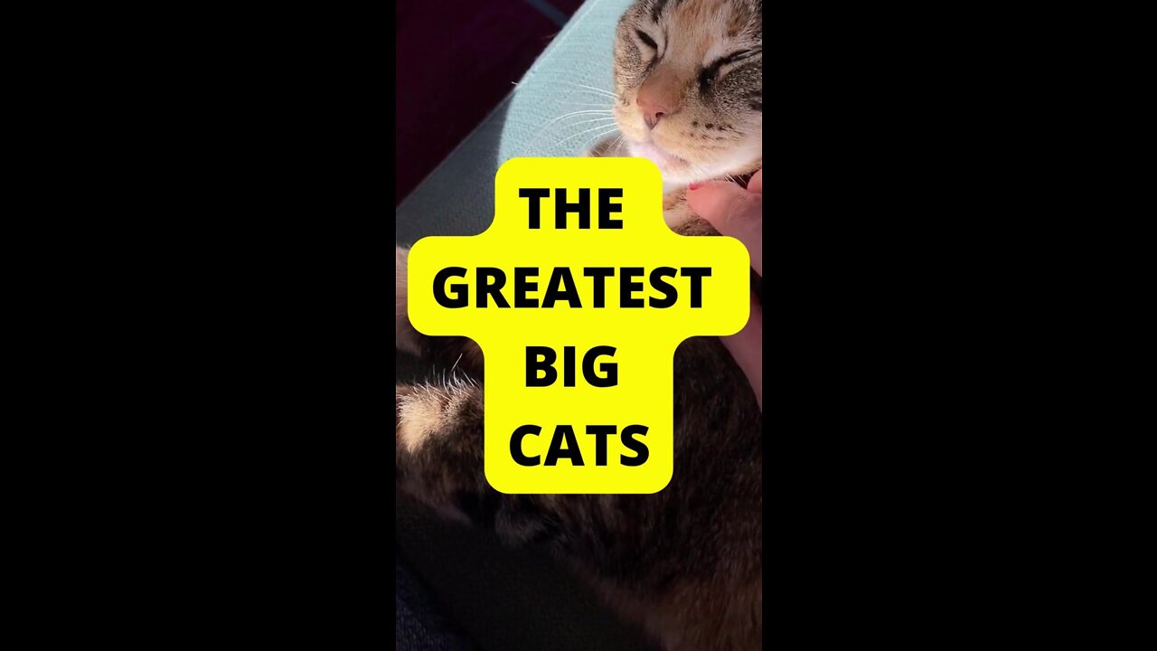 The Greatest Big Cats