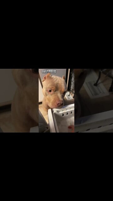 Smart 🐕 and cutest 😍 #smartdog #dog