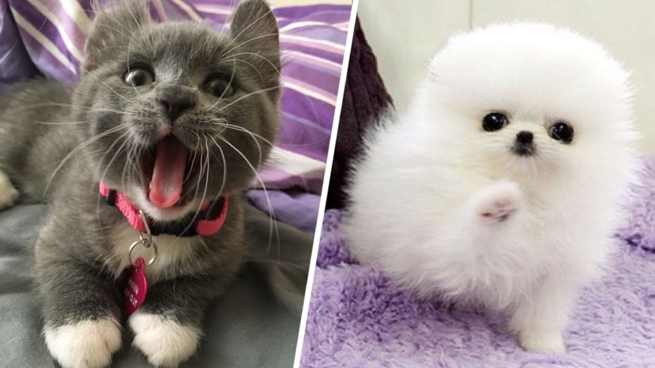 10 Minutes Straight of Cute Animals video 😍😘