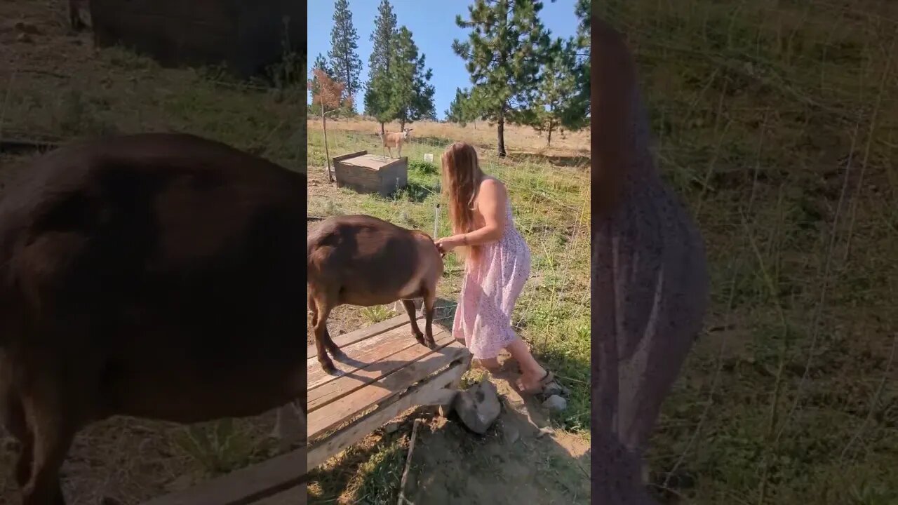 #goatmilk #rawmilk #natural #organic #goats #homestead #homesteading