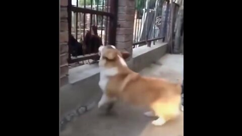 Funny Dog Fight videos #1