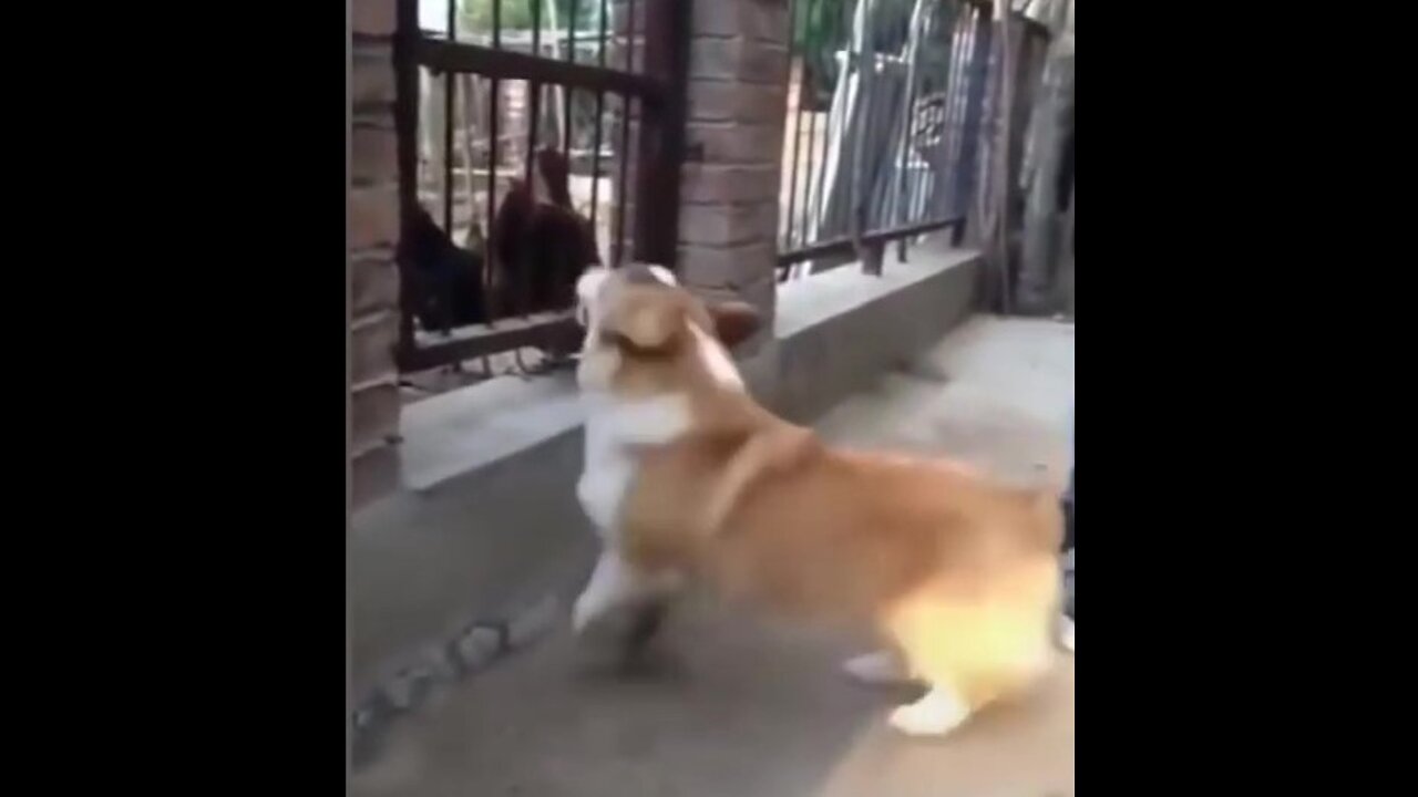 Funny Dog Fight videos #1