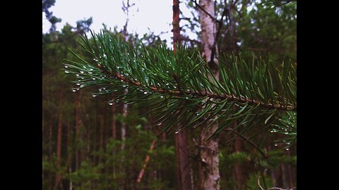 Rainforest Rain Sounds for Sleeping or Studying 10h noon stop