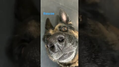 [Shorts 0035] ROSCOE [#dogs #doggos #doggies #puppies #dogdaycare]