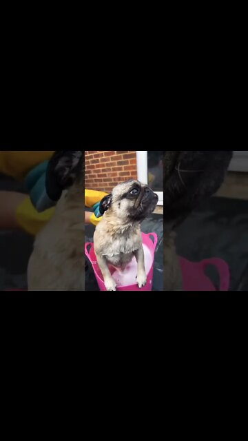 Bath time 🥰🥰🐶🐶 #pugs #puglife #Pugdoge #dogsoftwitter #dogs #puppy