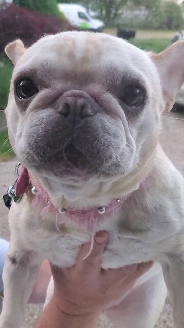 My cute Bulldogs and Fiancé came to visit me while I was working in our Winnebago Brave!