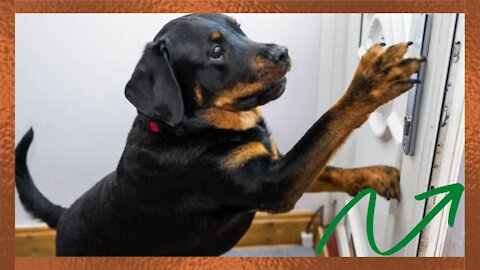 Family Dogs Learn to Use Doorbell to Get Owner’s Attention