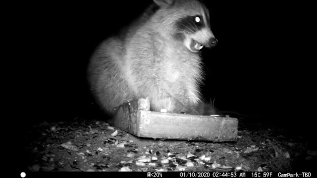 Raccoon having a grand old time