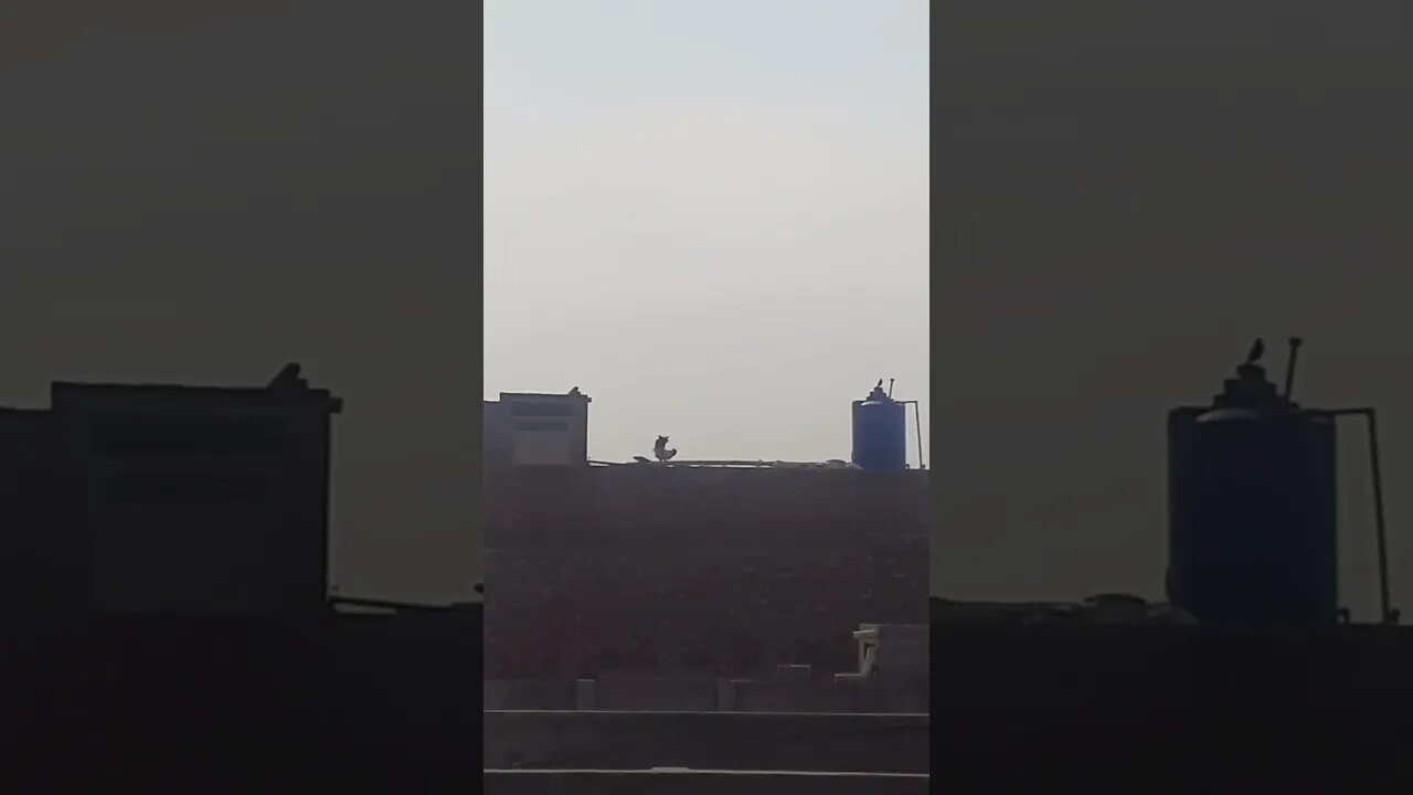 Roaster is trying to jump from the wall