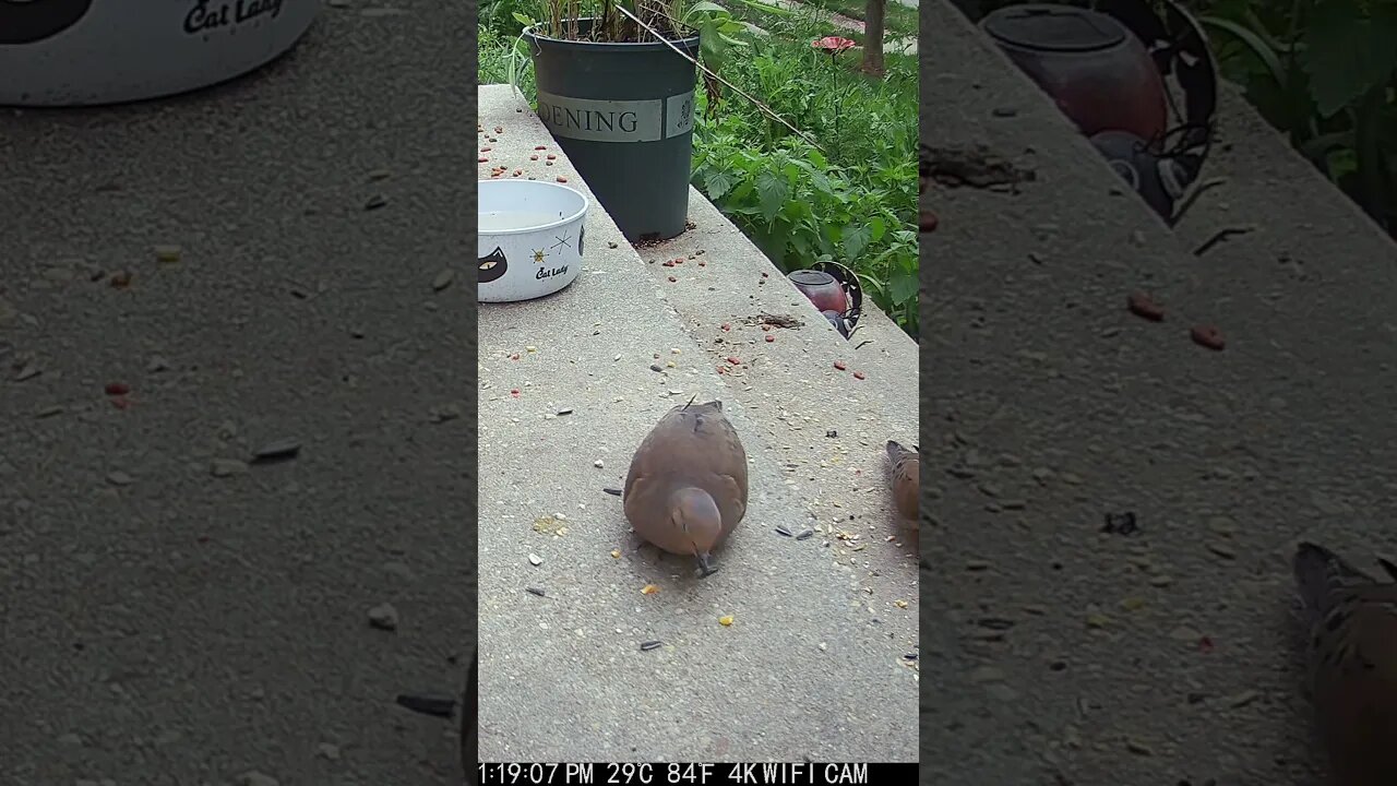 The Dove Looks Dead When Grabbing A Seed! #Shorts 😬