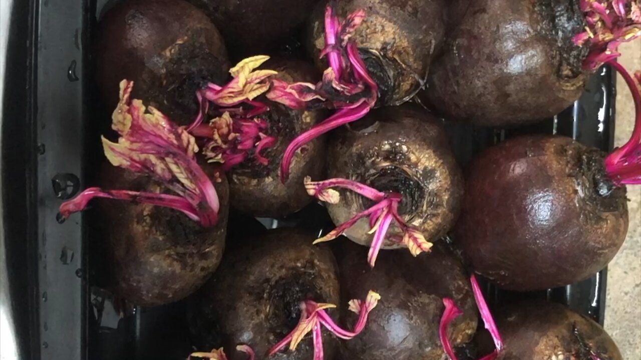 Amazing red Colors beets leaves growing through days