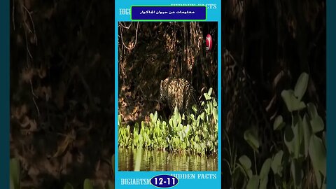 معلومات هن حيوان الجاكور 11 12