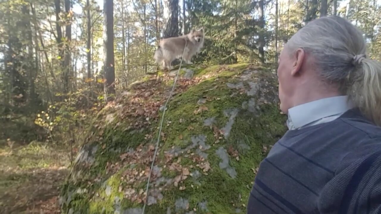 Vad är psovid och hur botar man det? Säg inte upp dig, utan tvinga dem att sparka dig!