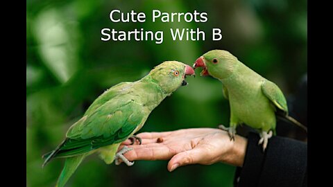 Parrots Green Plumage Starting With B