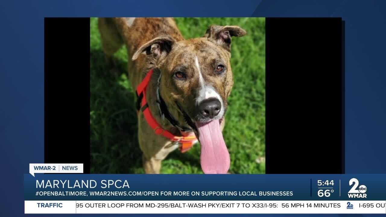 Mandy the dog is up for adoption at the Maryland SPCA