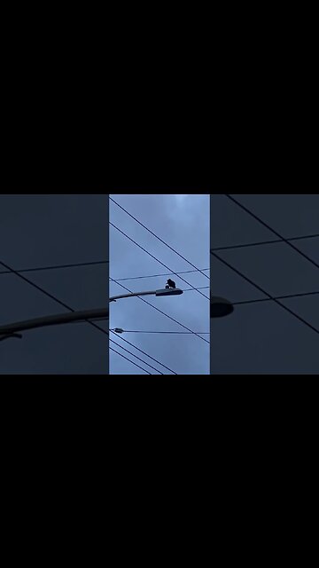 Baby crows are hilarious! #birds #urbanwildlife #crows