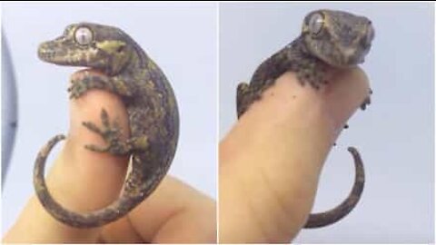 Tiny gecko hangs out on his owner's hand