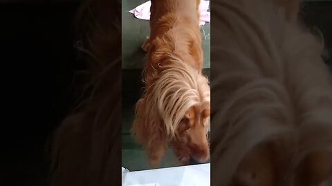 #dogshow , #animals , #dogs , #shorts