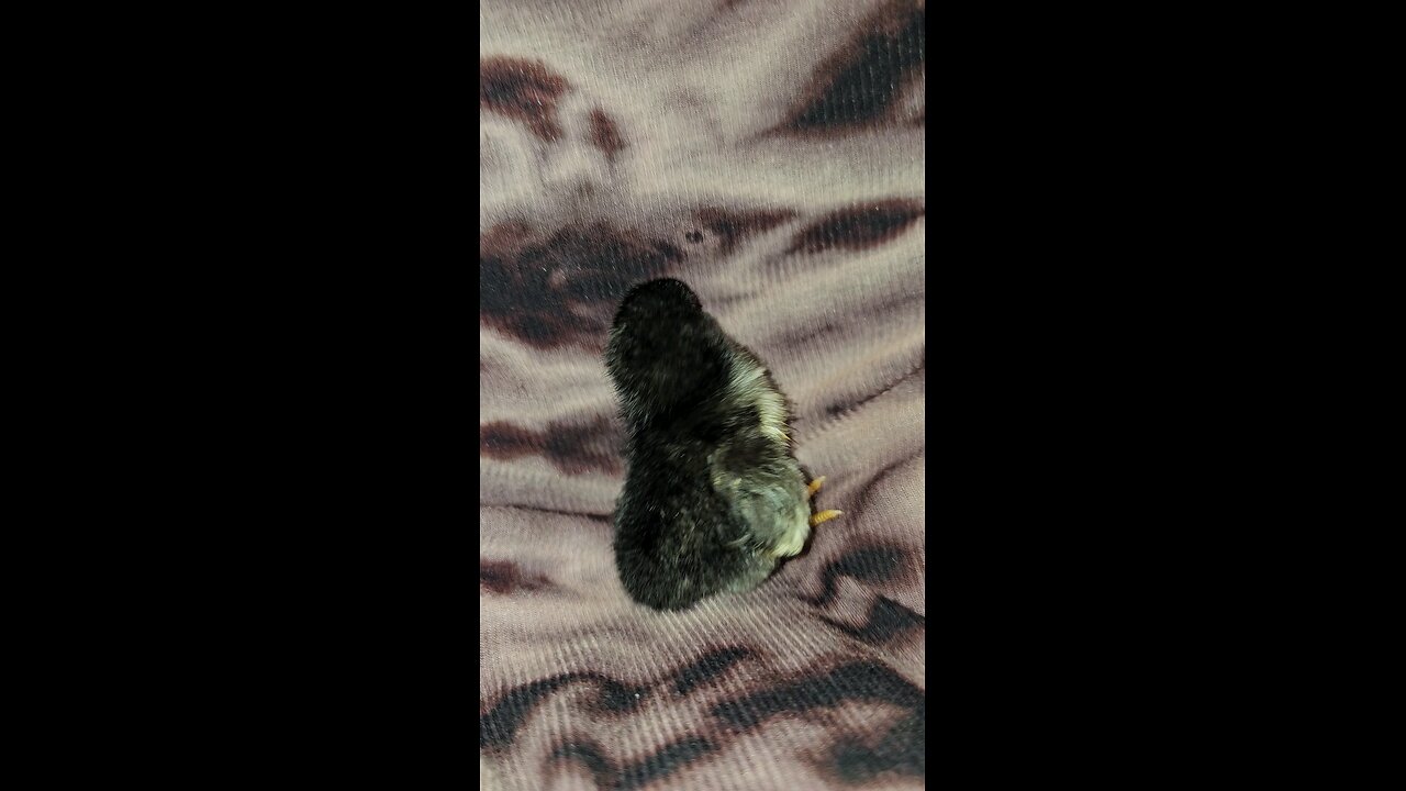 Nugget has issues