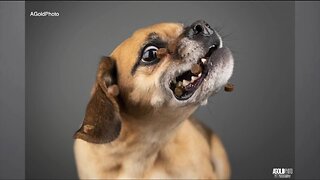 Local photographer offers pet-friendly social distancing photoshoots