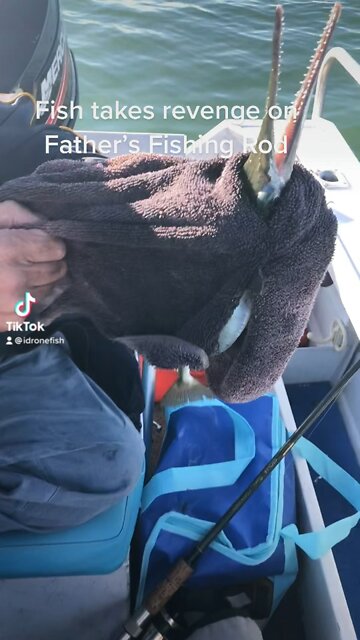 Fish takes revenge on Father’s fishing rod