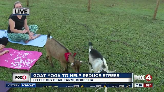 Goat yoga to help reduce stress