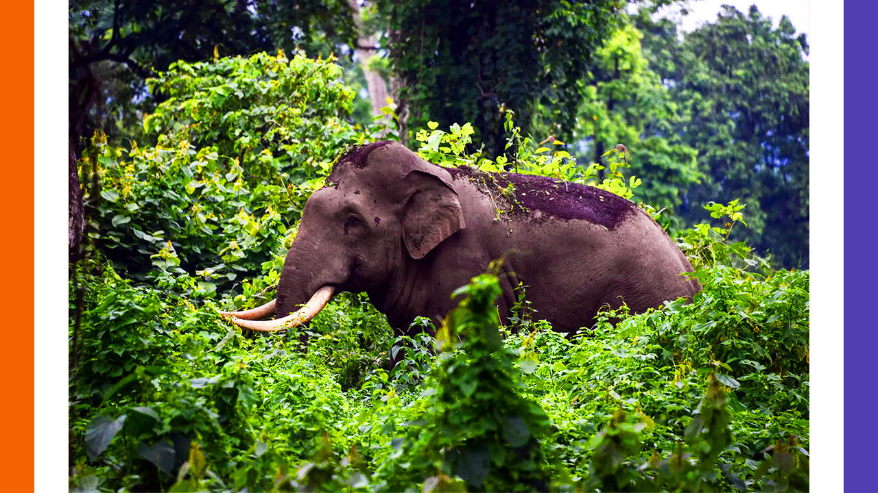 Elephant Kills Lady TWICE