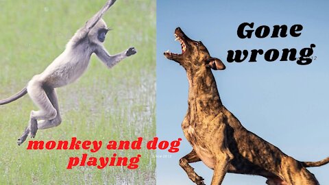 funny monkey escaped from dogs #shorts