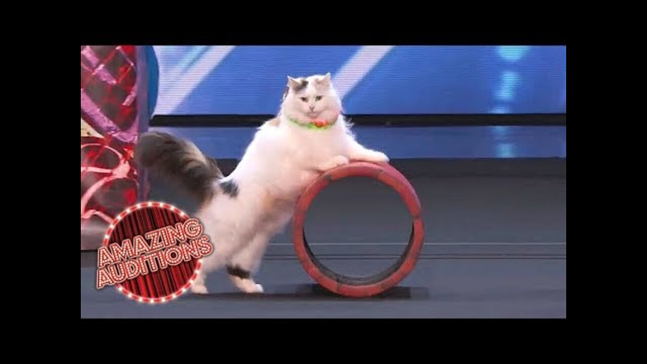 ANIMAL GOT TALENT/ America’s Got Talent 2018 - Funniest / Weirdest / Worst Auditions - Part 1