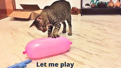 Playing Cute Cats with Ball