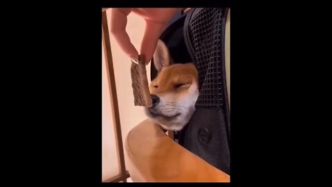 Hungry dog style funny video #shorts #funny -Subscribe