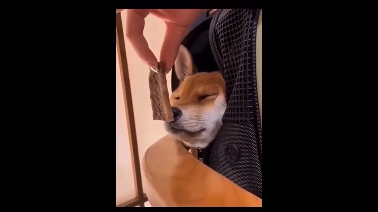 Hungry dog style funny video #shorts #funny -Subscribe