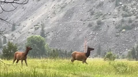 Elk herd of 35 running towards me. 😮😬😍