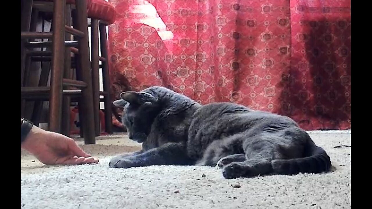 A Cat Stream Featuring Percy the Panther