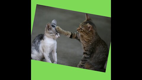 Funny Cats Cats cute and very cuddly