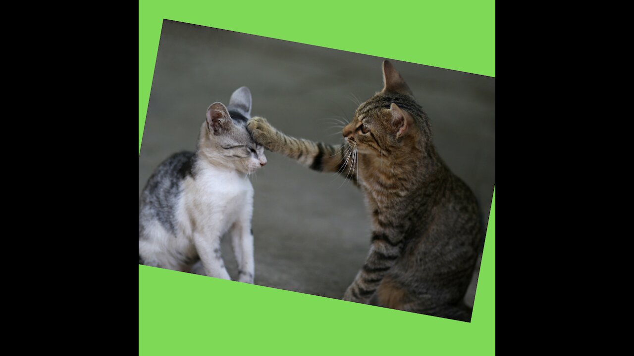 Funny Cats Cats cute and very cuddly