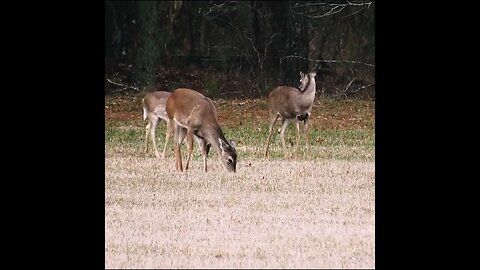 deer browsing