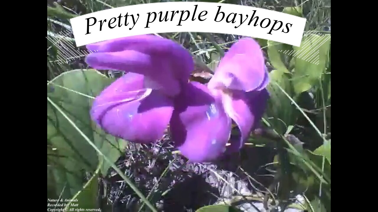 Pretty Purple flower bayhops on the sand, view of the sea [Nature & Animals]