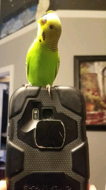 Bird taking selfies in the mirror
