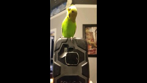 Bird taking selfies in the mirror